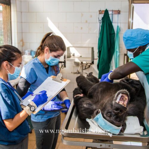 chimpanzee health checks at Ngamba Island