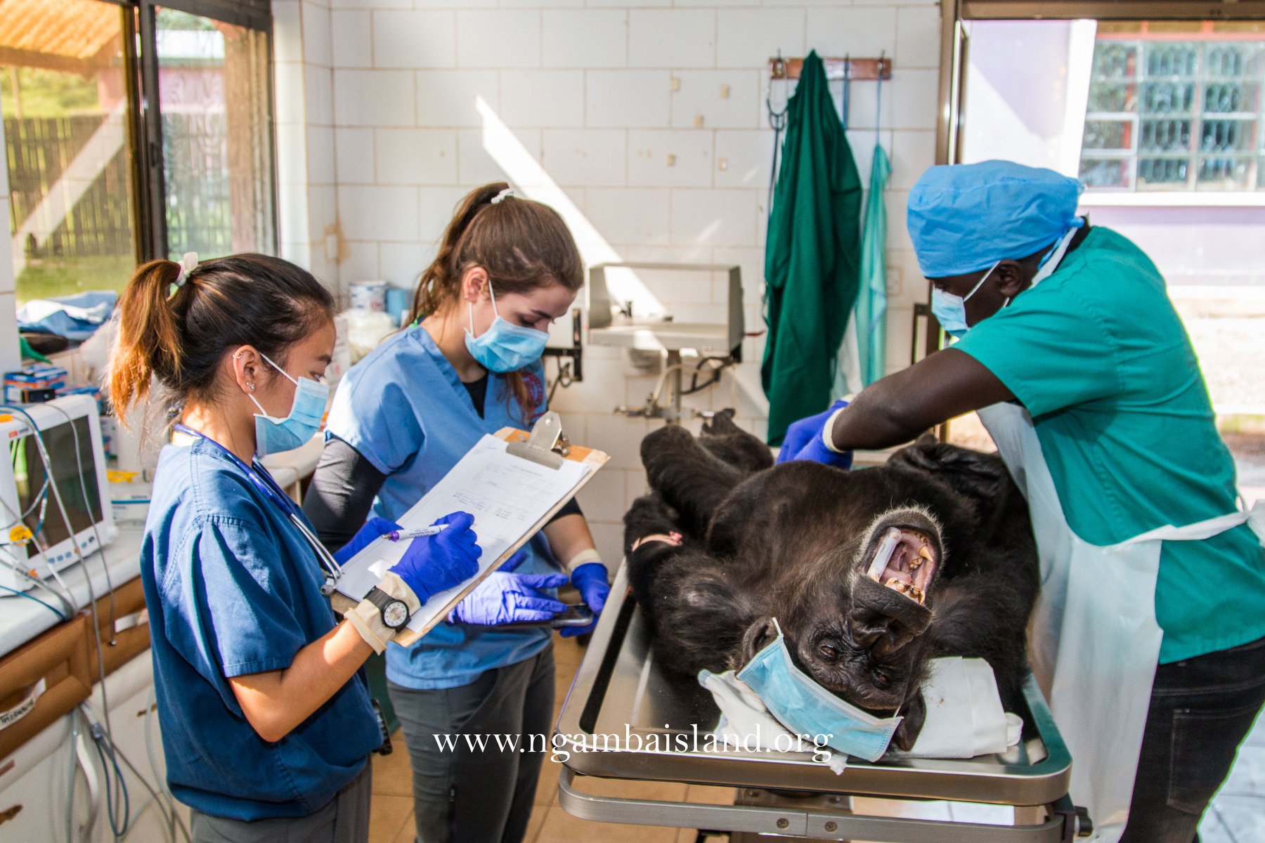 chimpanzee health checks at Ngamba Island