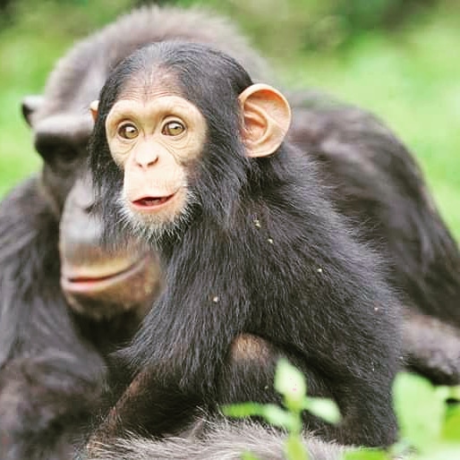Home - Ngamba Island chimpanzee Sanctuary ugandaNgamba Island