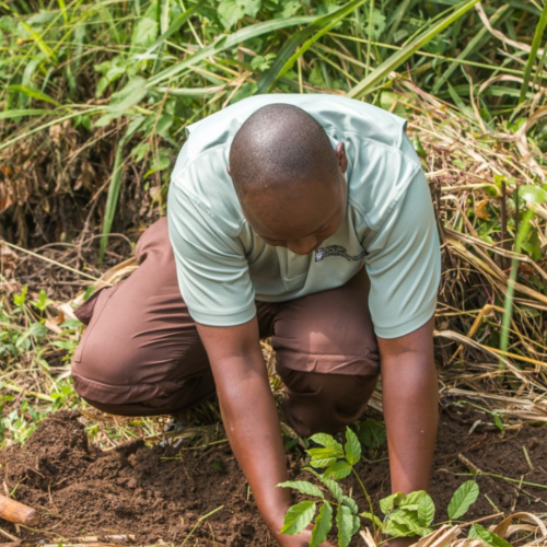 restoring forests in albertine rift