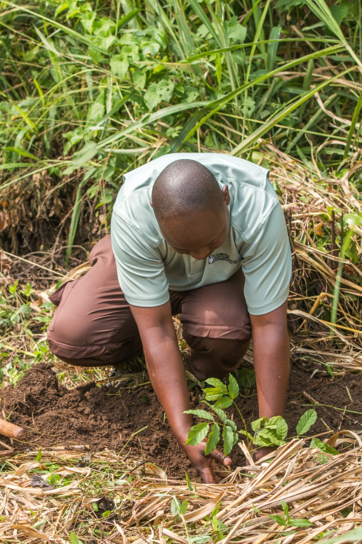 RESTORING FOREST COVER IN THE ALBERTINE RIFT