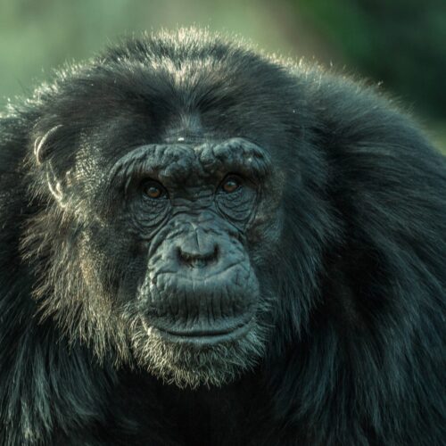 Ngamba chimps new leader