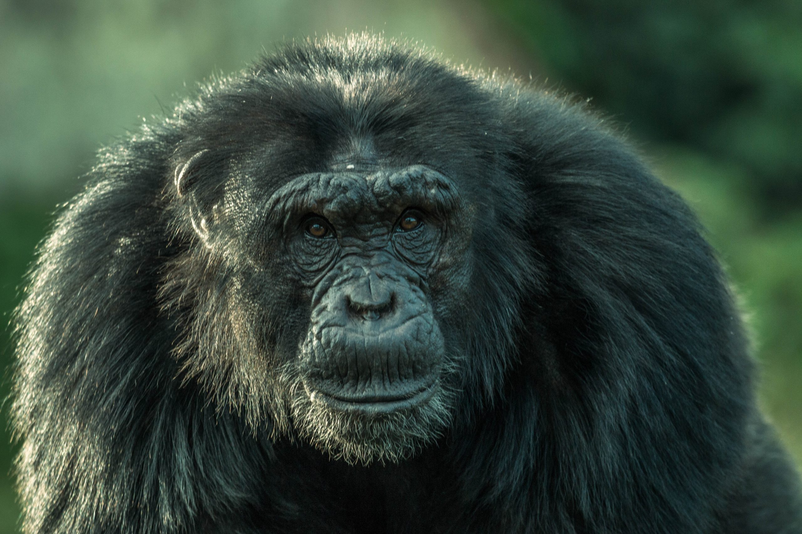 Ngamba Island Chimps get new leader