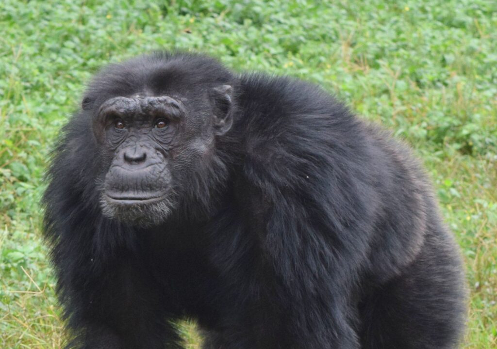 Ngamba chimps new leader