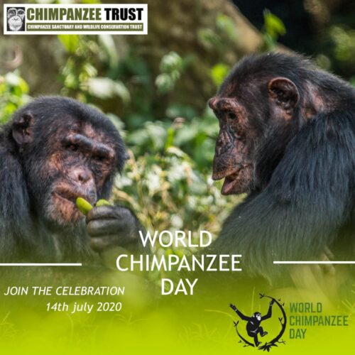 world chimpanzee day 2020