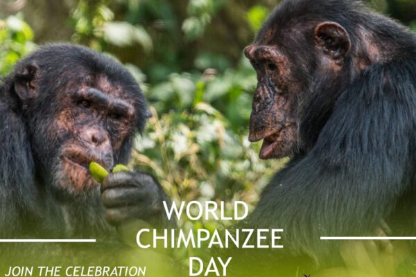 world chimpanzee day 2020