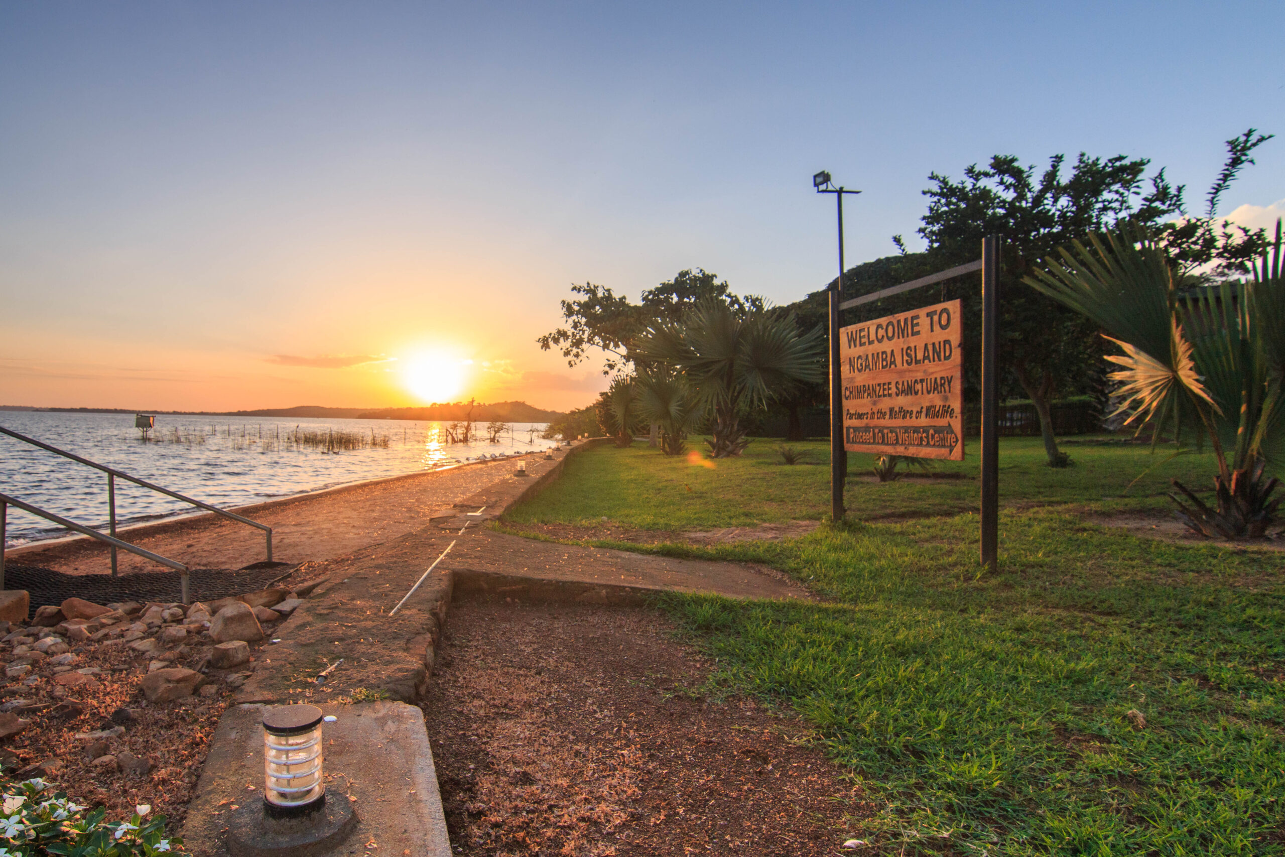 REOPENING NGAMBA ISLAND CHIMPANZEE SANCTUARY