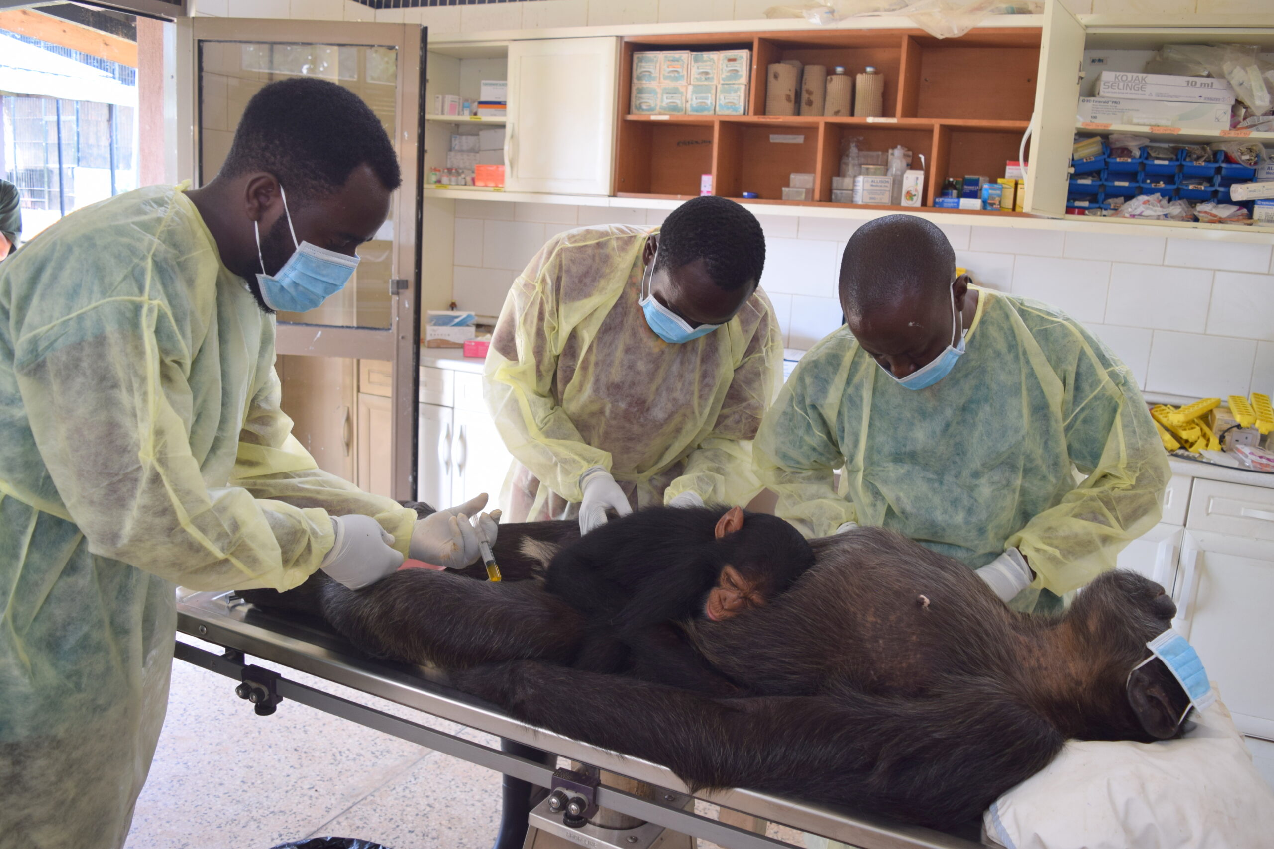 ANNUAL CHIMPANZEE HEALTH CHECKS 2020