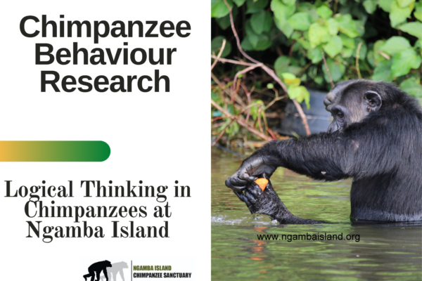 Logical thinking of chimpanzees at Ngamba island
