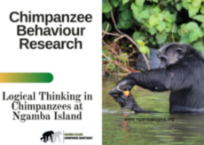 Behaviour Research –  Logical Thinking In Chimpanzees