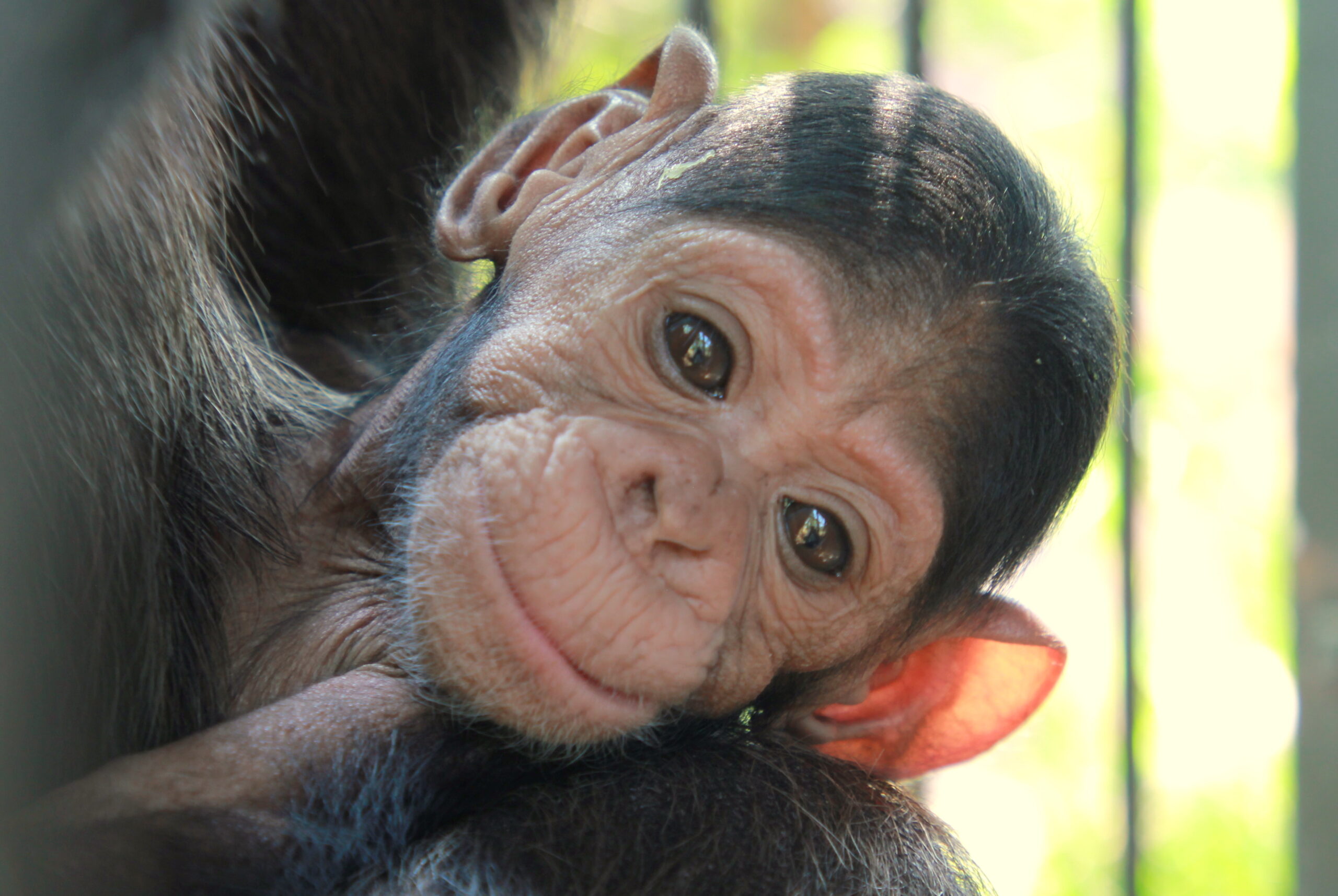 NGAMBA ISLAND GETS A NEW BABY