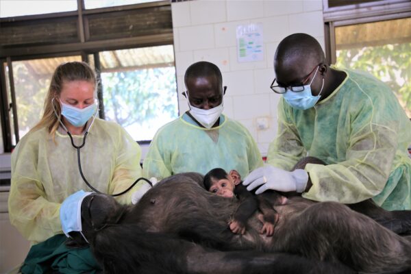 Ngamba chimpanzee health check