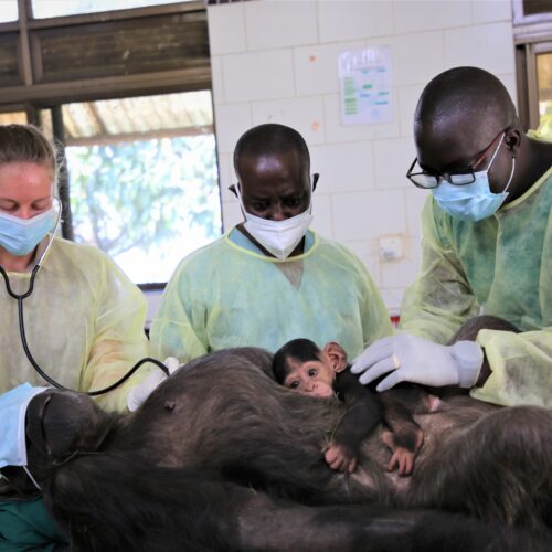 Ngamba chimpanzee health check