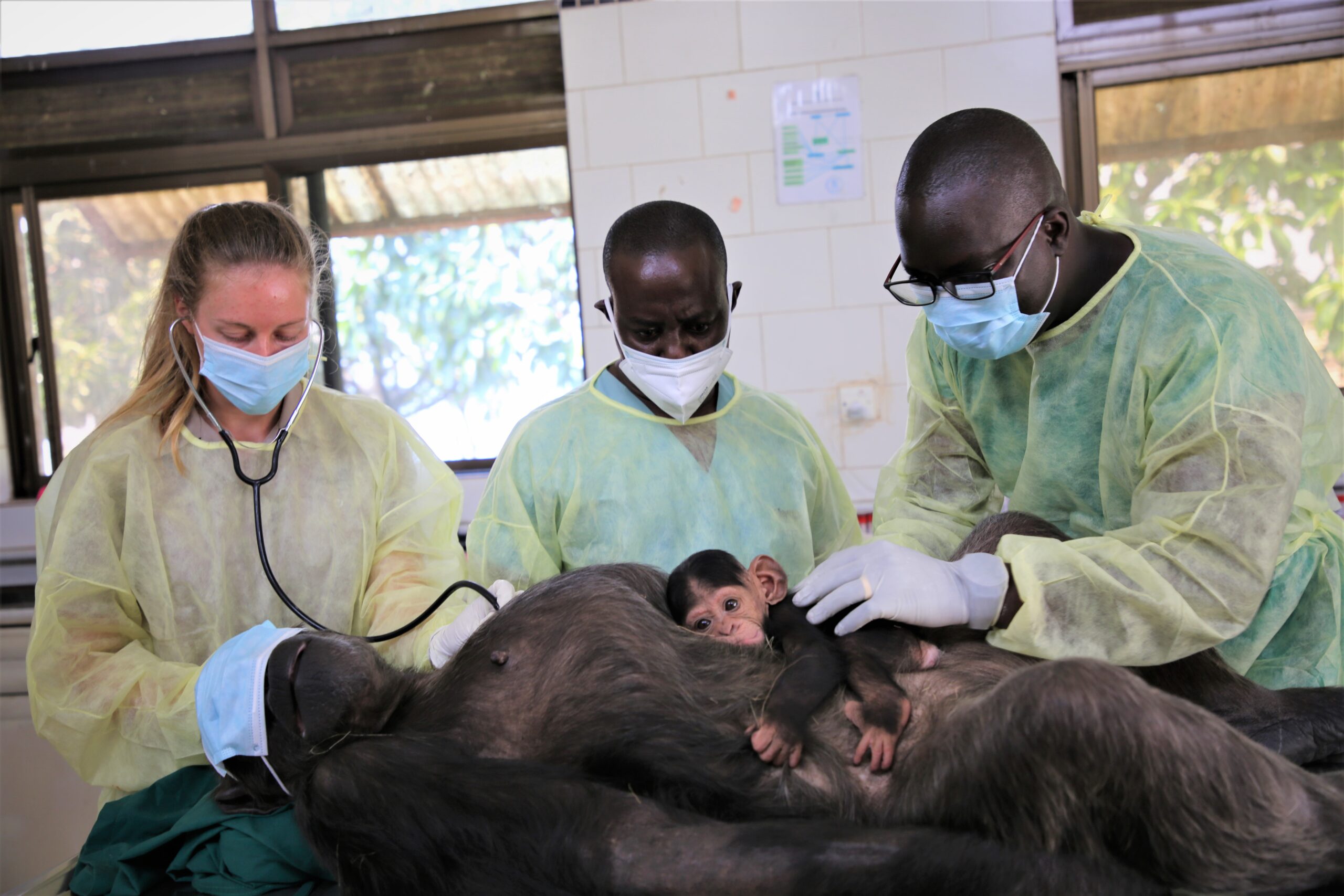 Ngamba Island Chimpanzee health check 2021