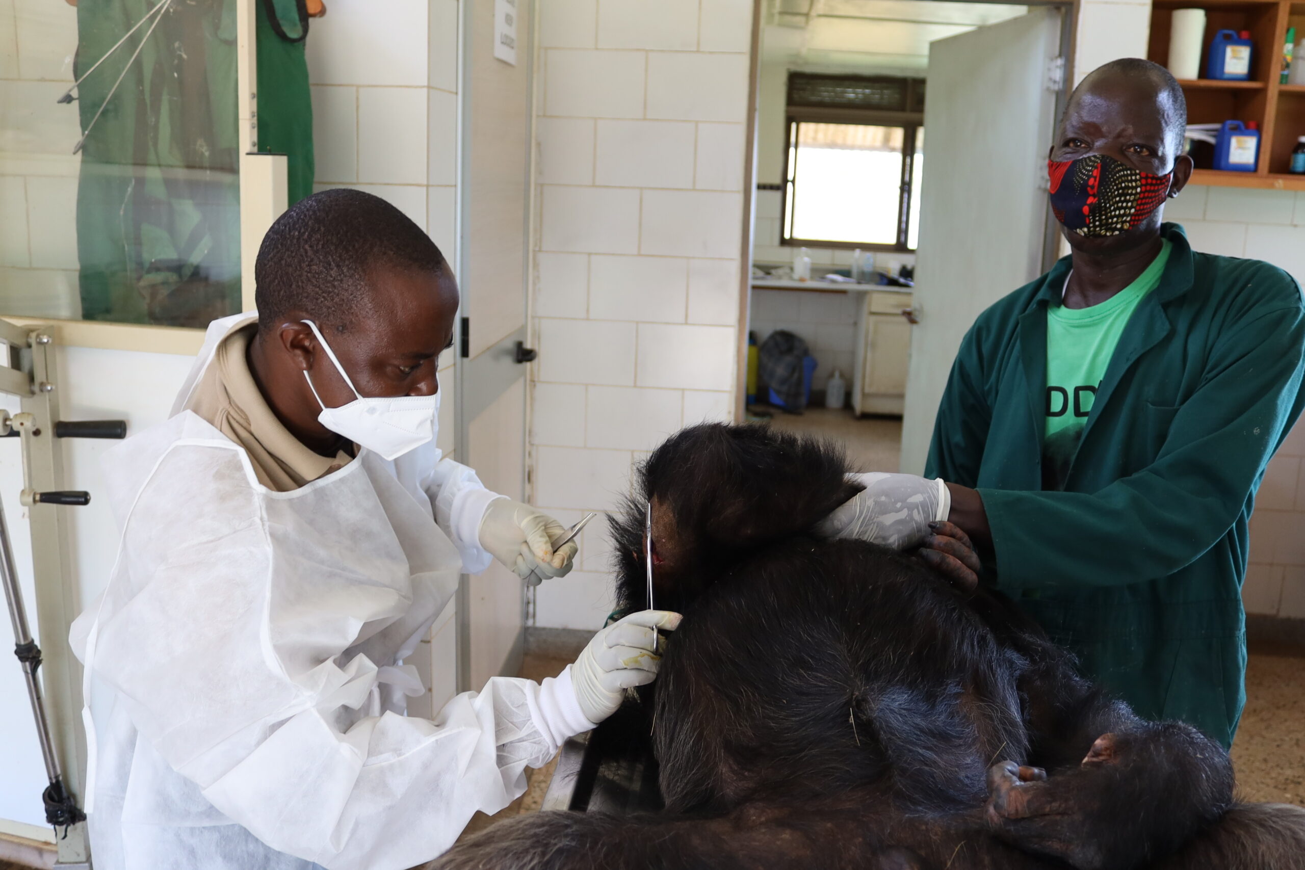 Chimp fights at Ngamba | Asega Injured