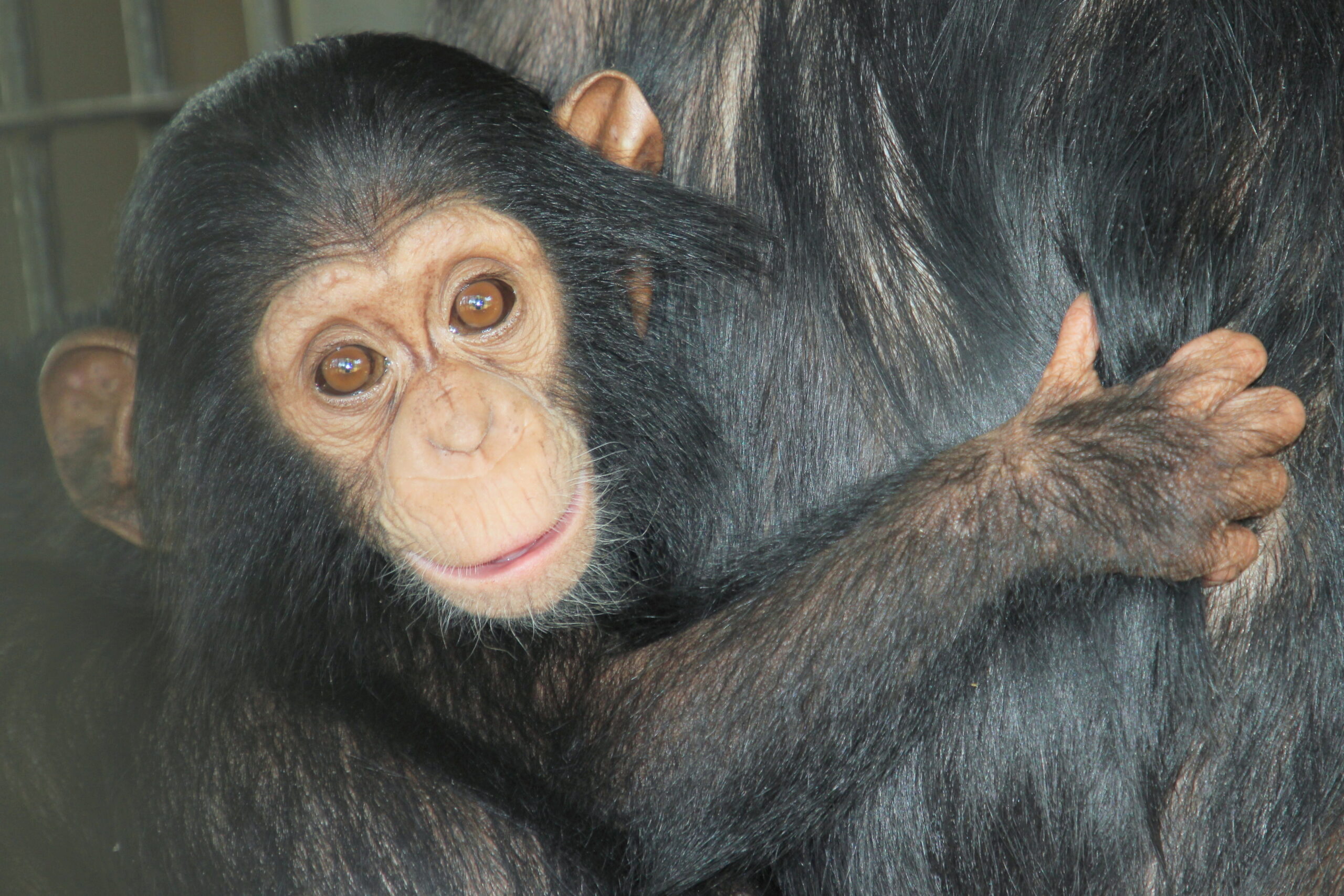 Bolly - Chimpanzee Trustchimpanzee Trust