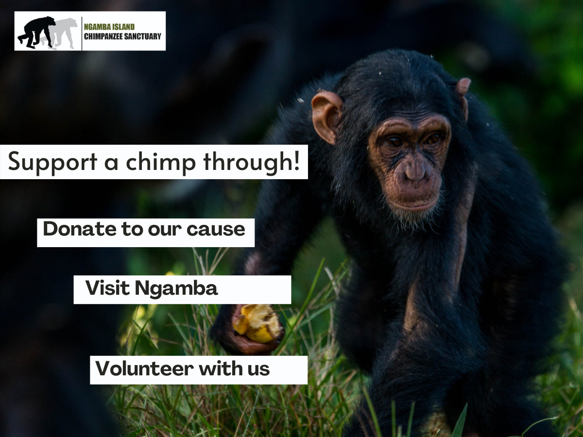 Support Ngamba chimps