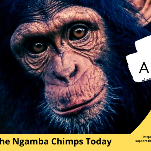 Gift a Chimp