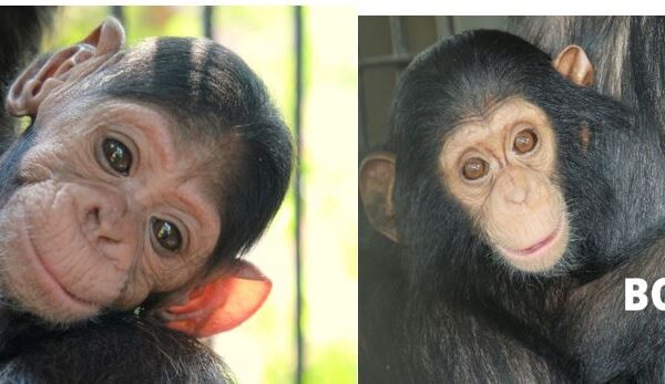 introduction of baby chimpanzees to the adult community