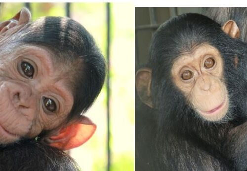 introduction of baby chimpanzees to the adult community