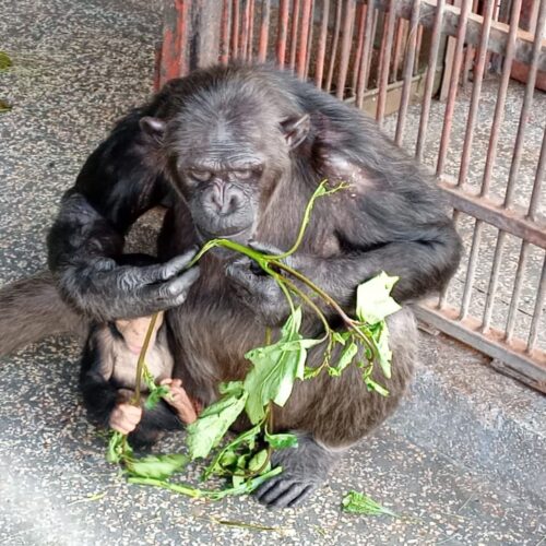 Ngamba chimps get new food menu