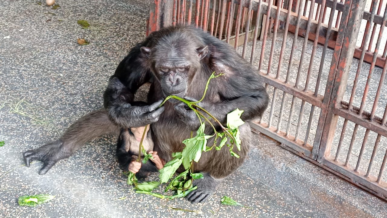 Ngamba Chimps get New Food Menu