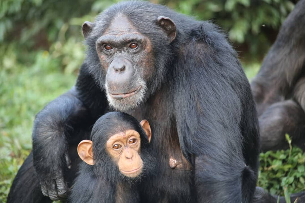 BOLLY AND THEMBA JOIN THE FOREST COMMUNITY... - Chimpanzee ...