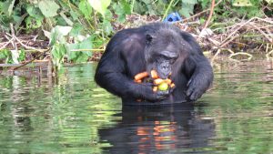 3 day chimpanzee safari